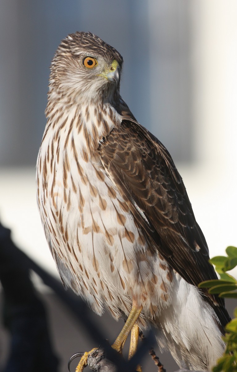 Cooper's Hawk - ML634947973
