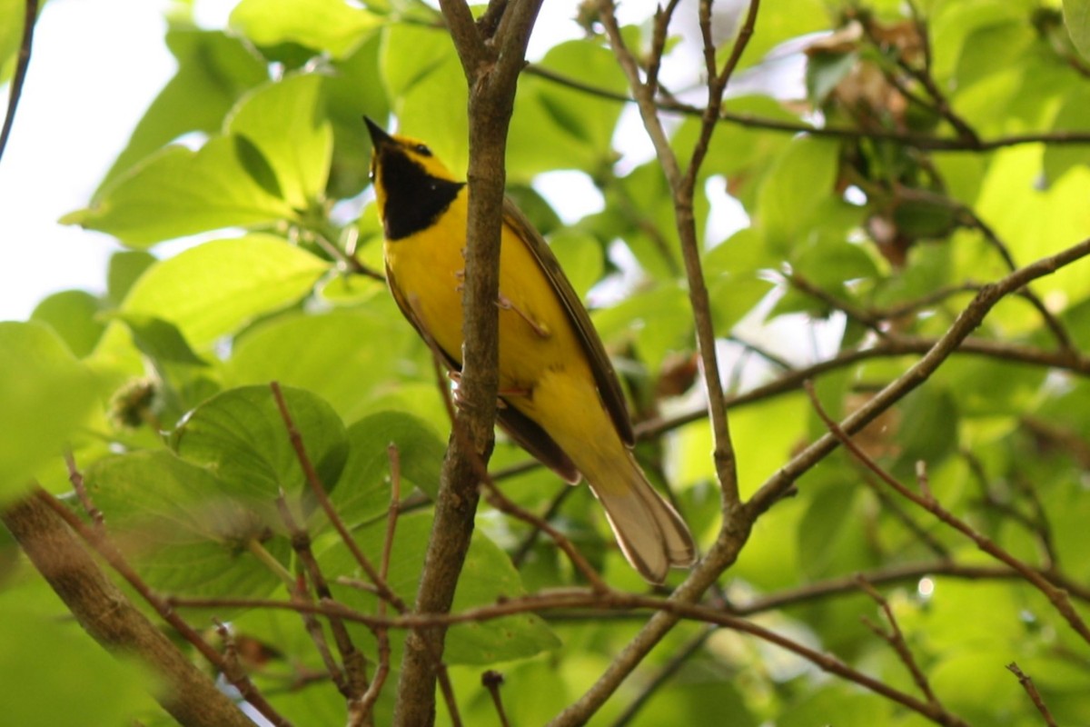 Hooded Warbler - ML634947977
