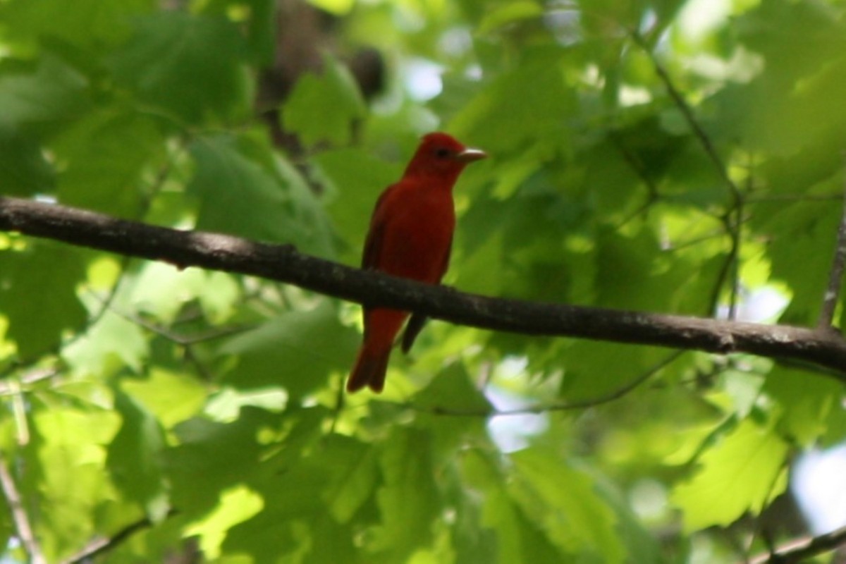 Summer Tanager - ML634947981