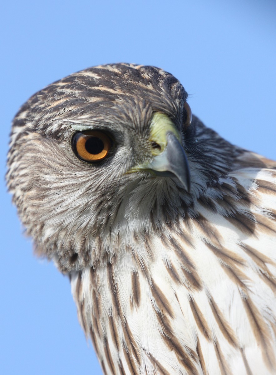Cooper's Hawk - ML634947986