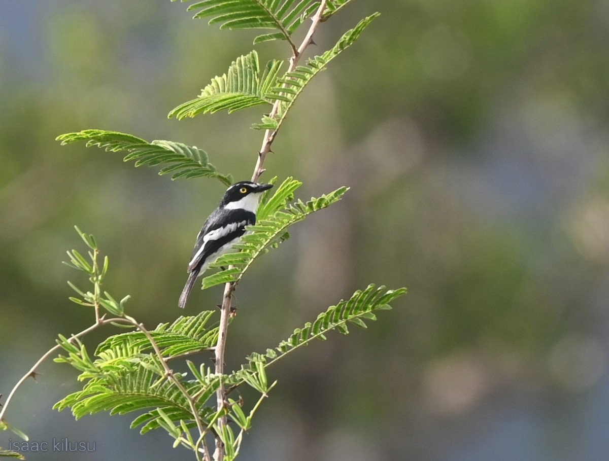 Eastern Black-headed Batis - ML634947996