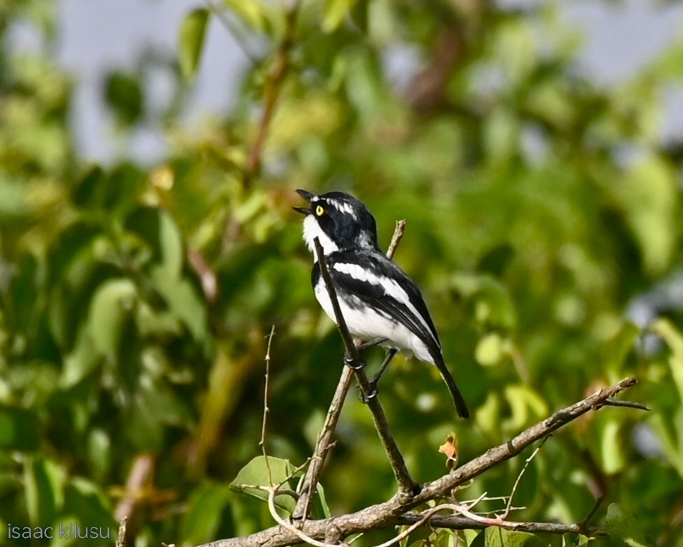 Eastern Black-headed Batis - ML634947997