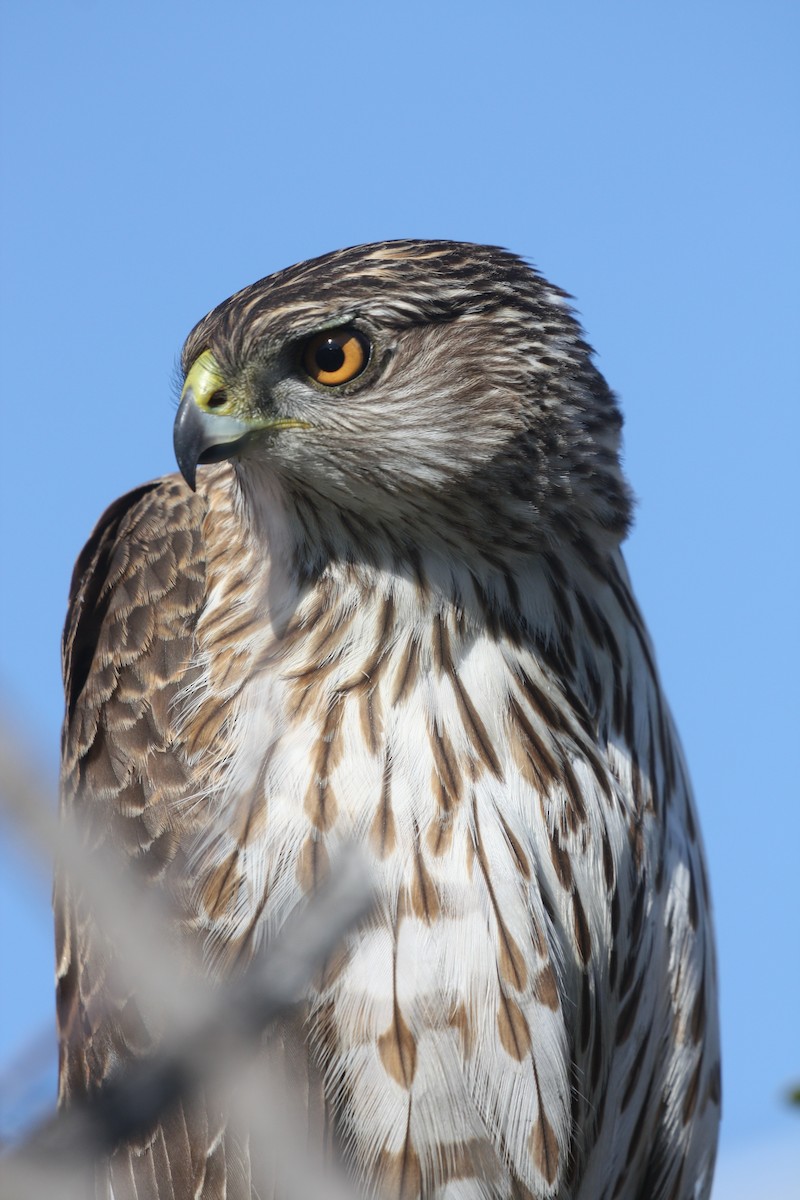 Cooper's Hawk - ML634948003