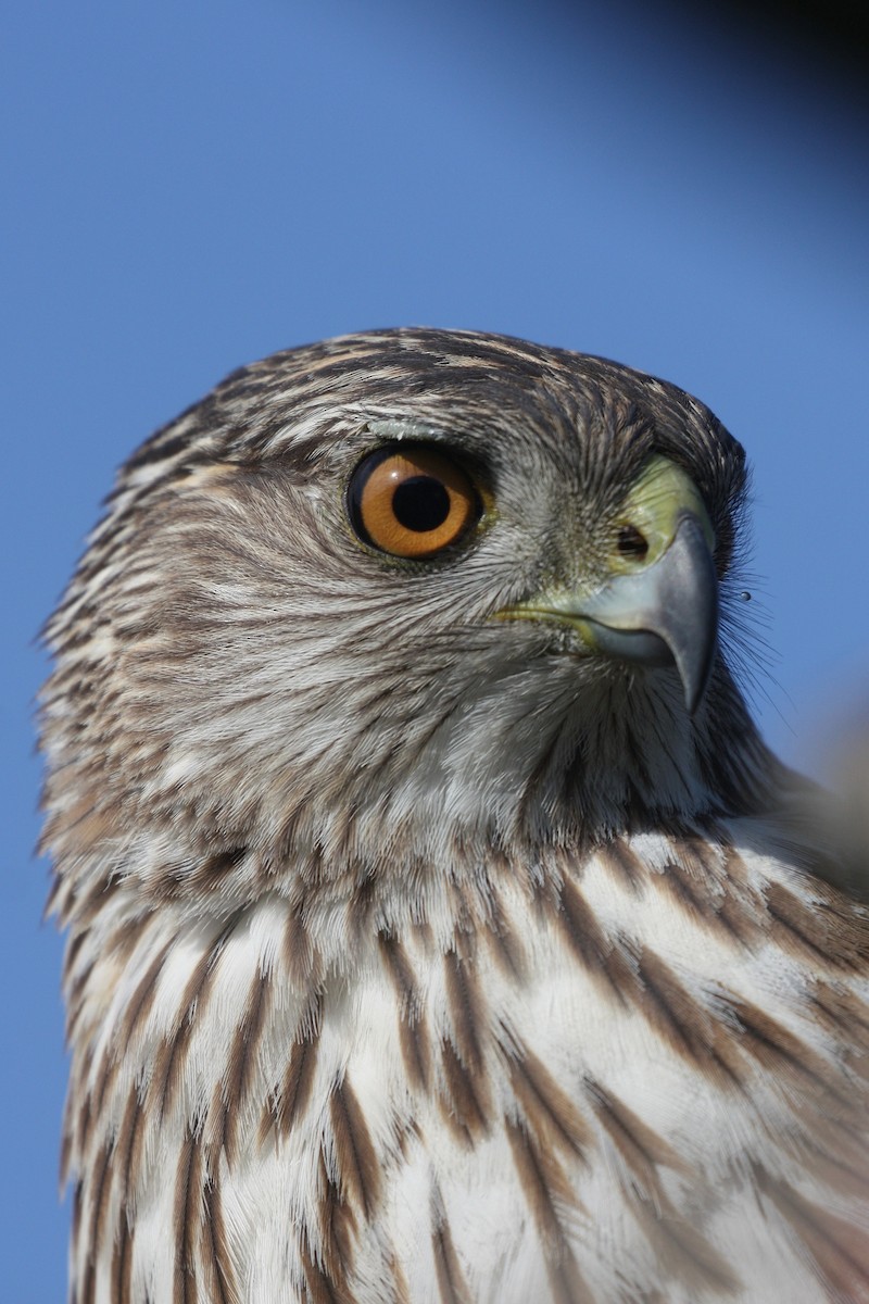 Cooper's Hawk - ML634948069