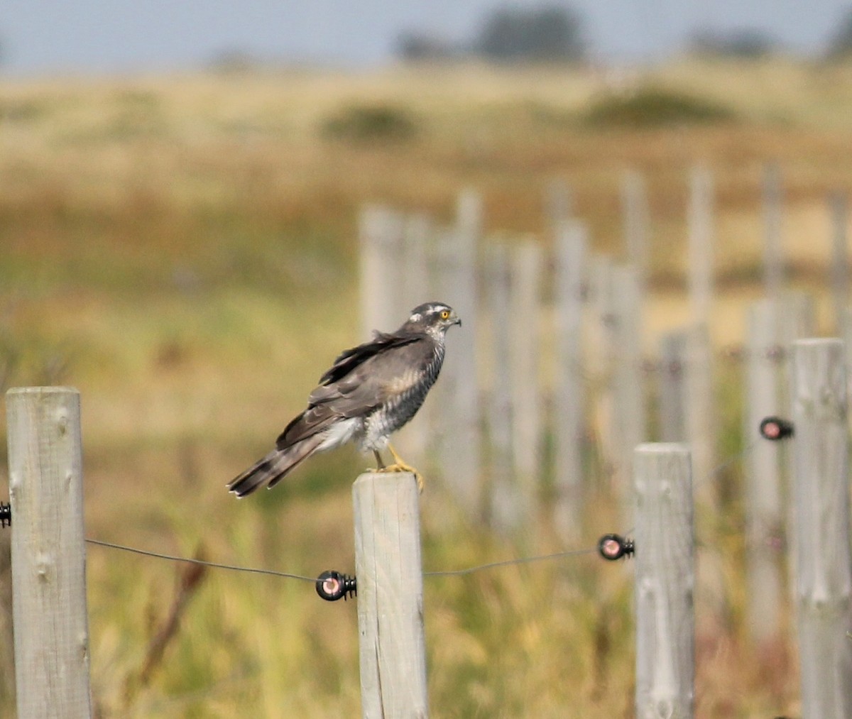 Eurasian Goshawk - ML634948099