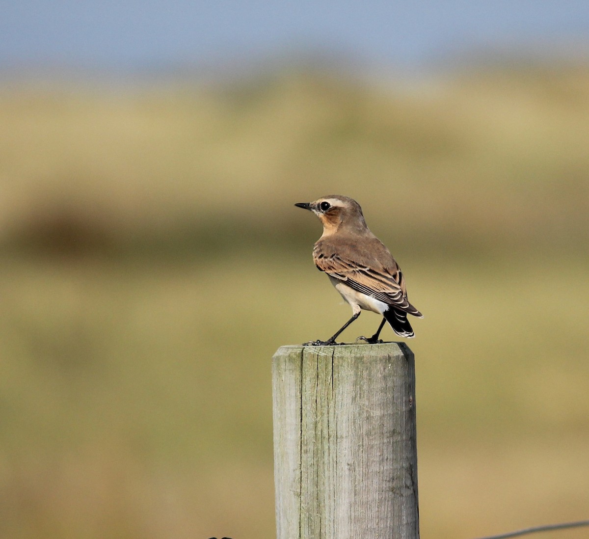 Northern Wheatear - ML634948120