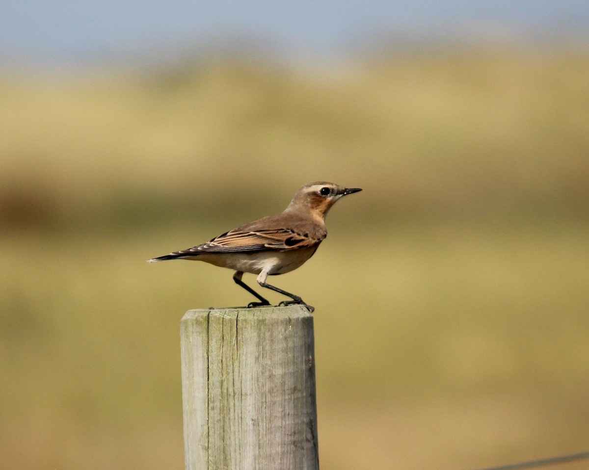 Northern Wheatear - ML634948121