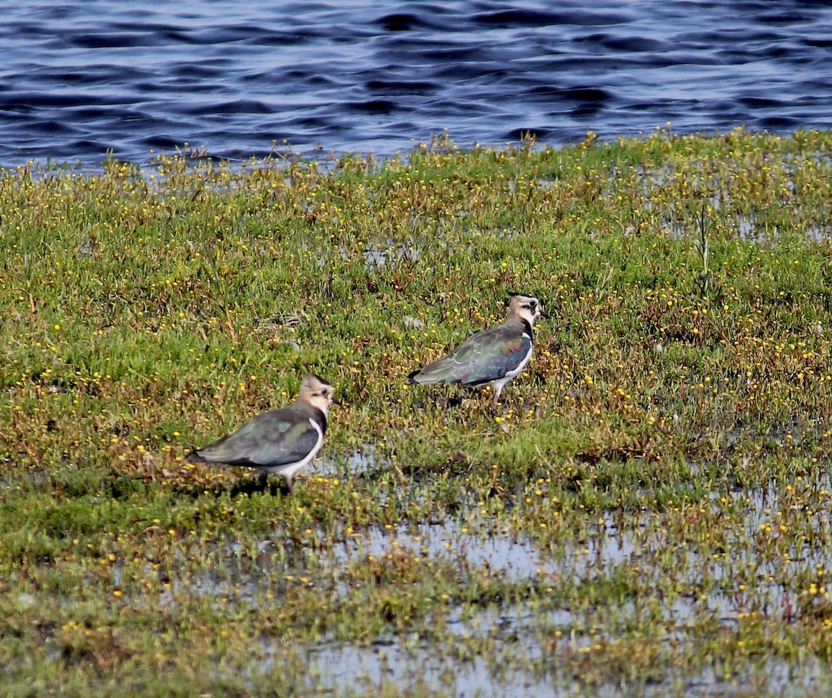 Northern Lapwing - ML634948129