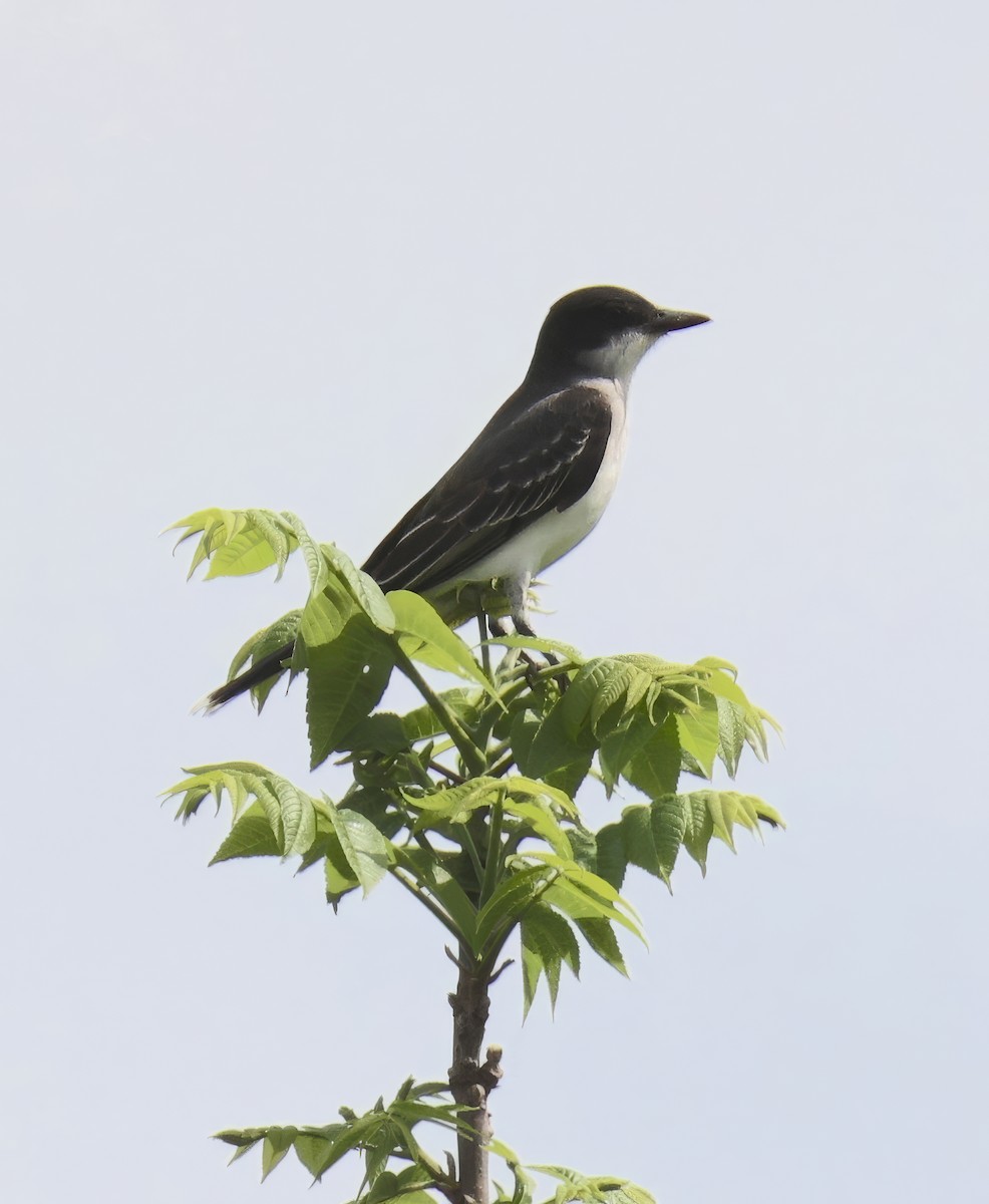 Eastern Kingbird - ML634948139