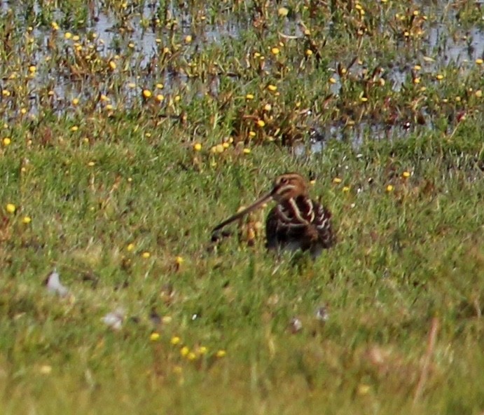 Common Snipe - ML634948142