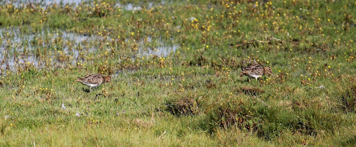 Common Snipe - ML634948143