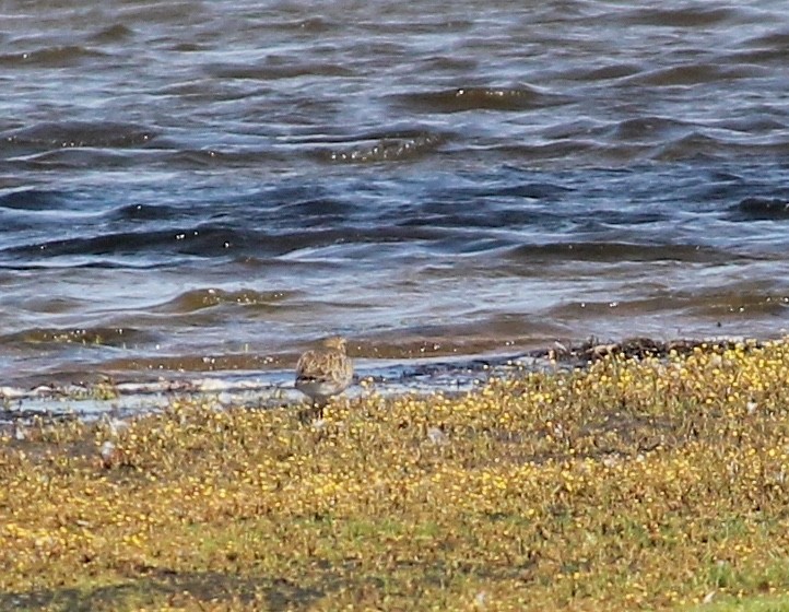 European Golden-Plover - ML634948162