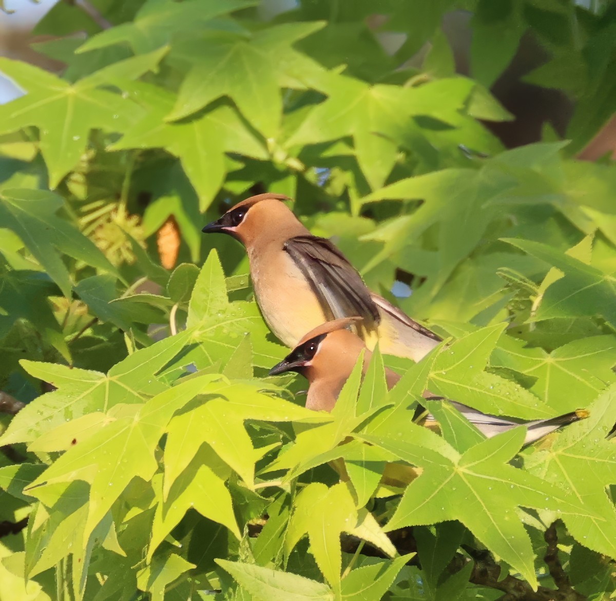 Cedar Waxwing - ML634948179