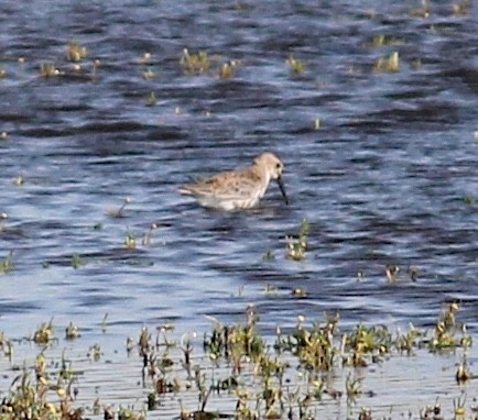 Dunlin - ML634948182