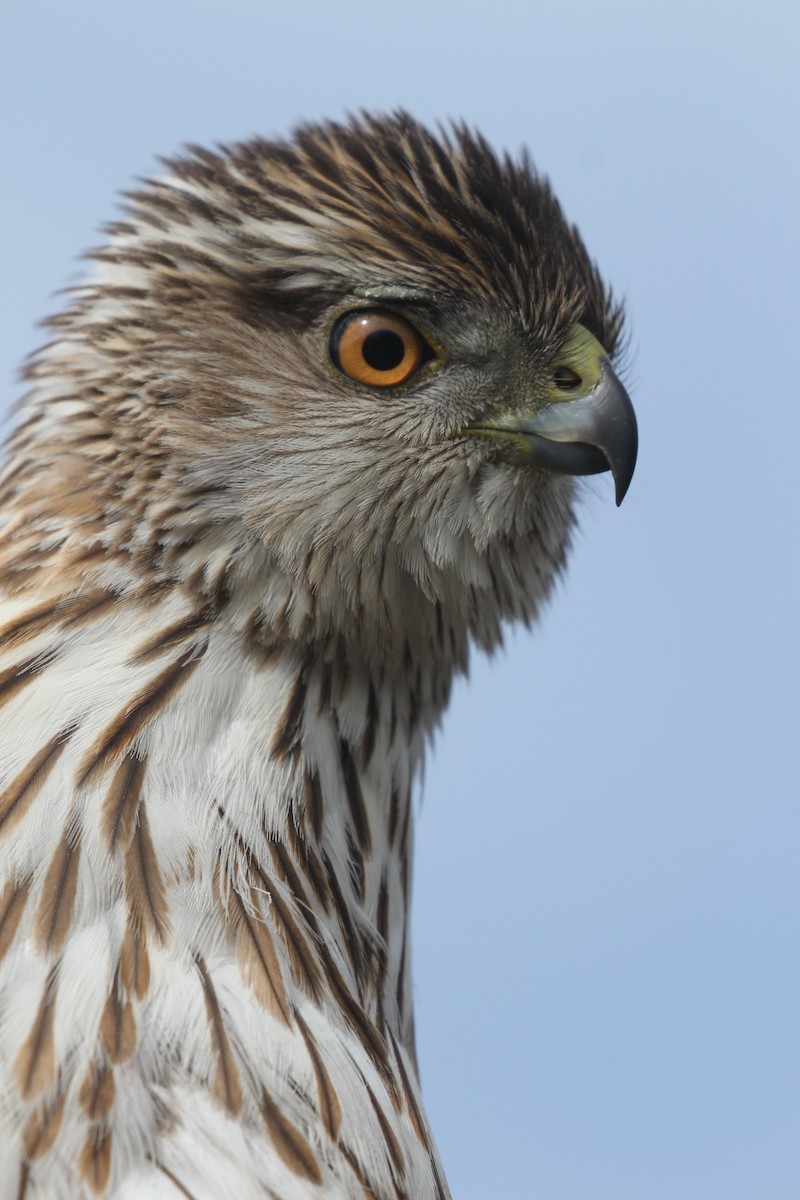 Cooper's Hawk - ML634948189