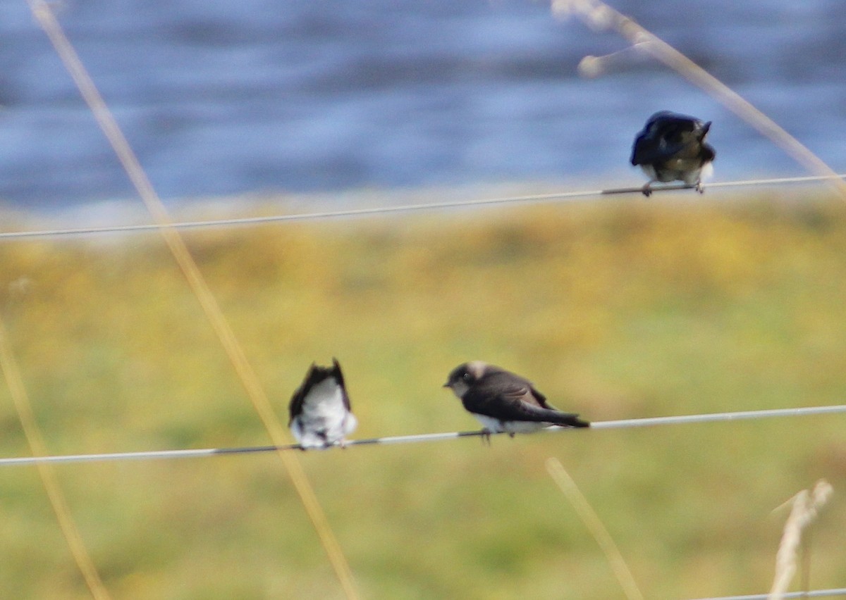 Bank Swallow - ML634948198