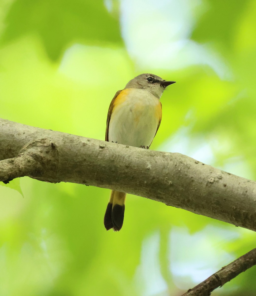 American Redstart - ML634948211