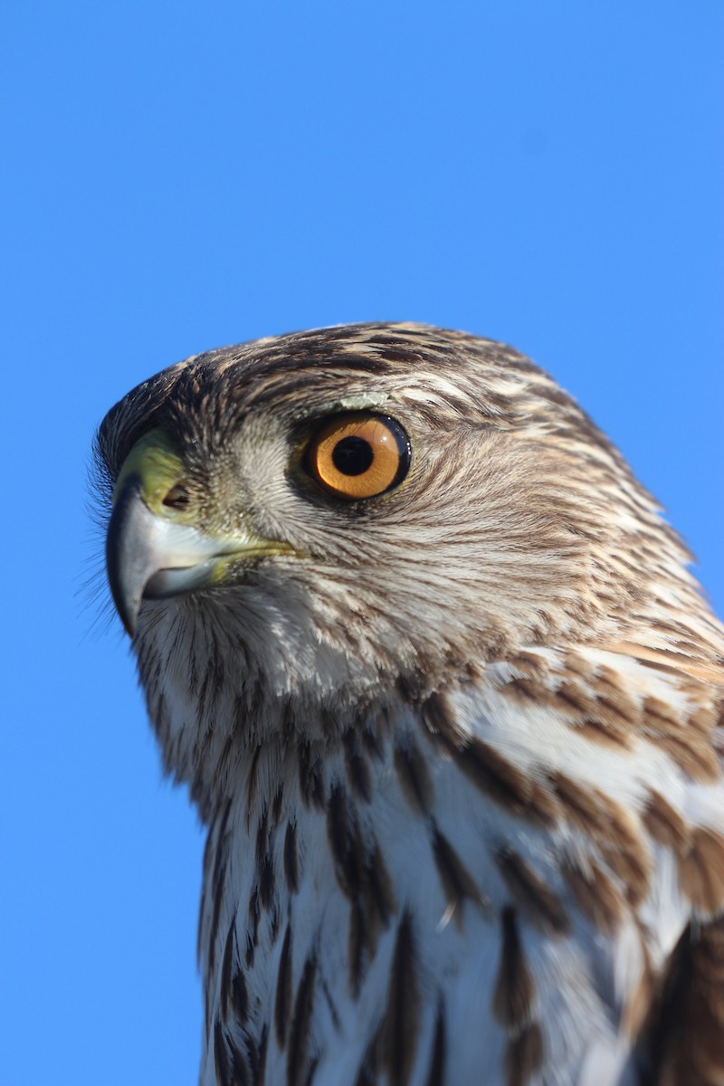 Cooper's Hawk - ML634948213