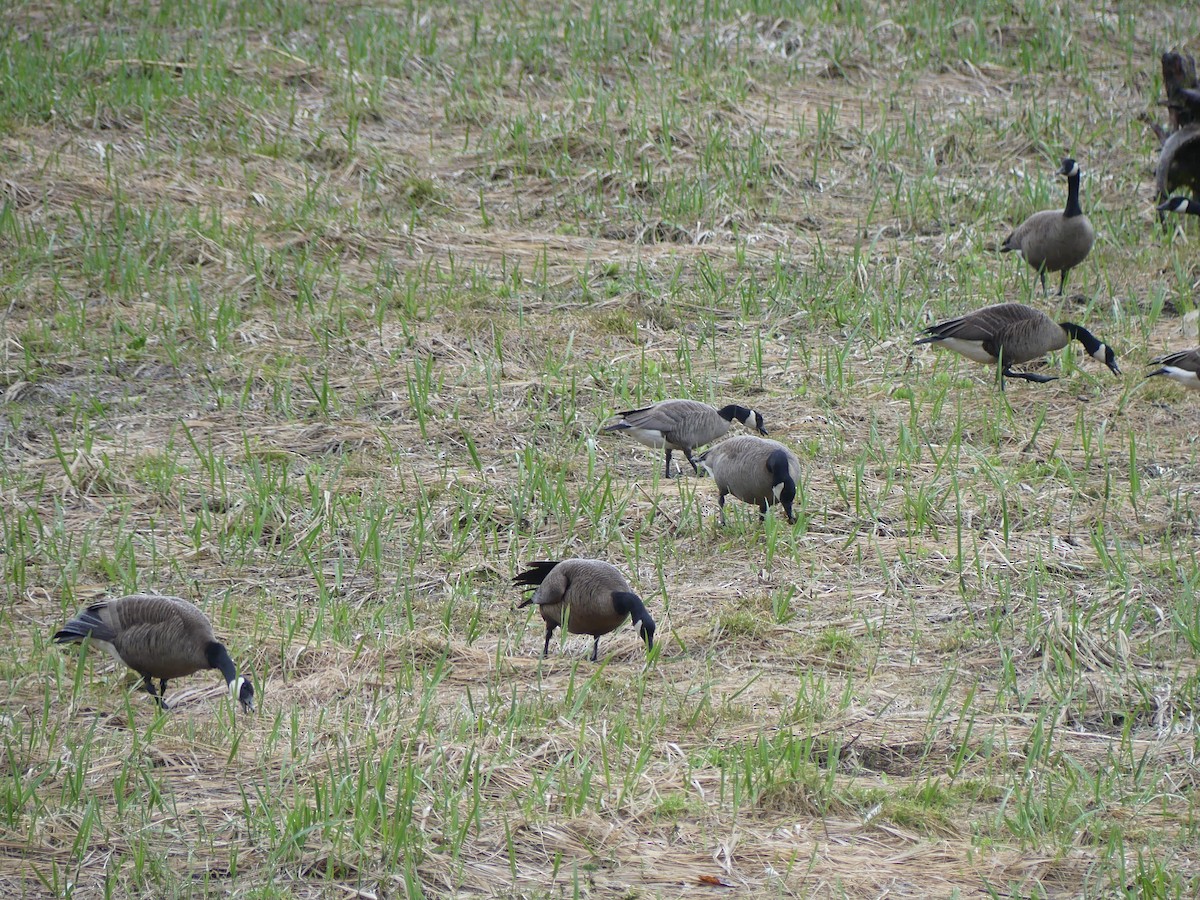 Canada Goose (canadensis Group) - ML634948239