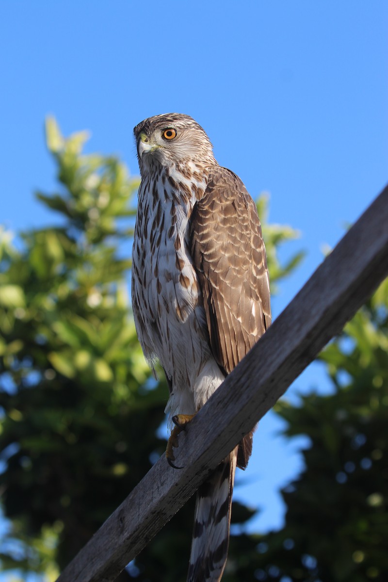 Cooper's Hawk - ML634948254