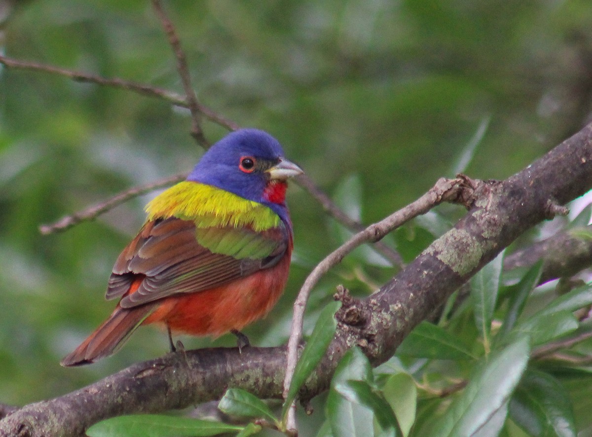 papežík zelenohřbetý - ML634948278