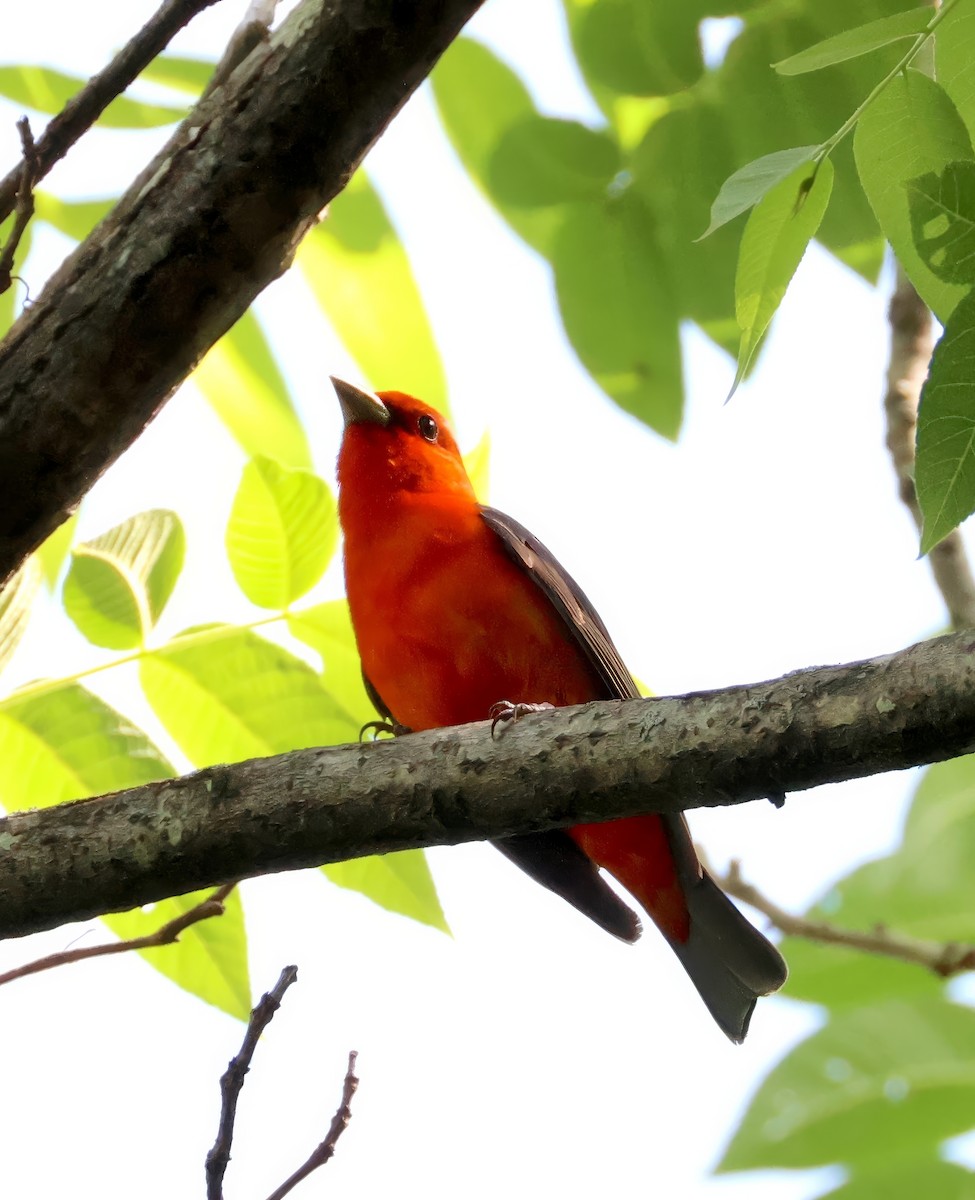 Scarlet Tanager - ML634948305
