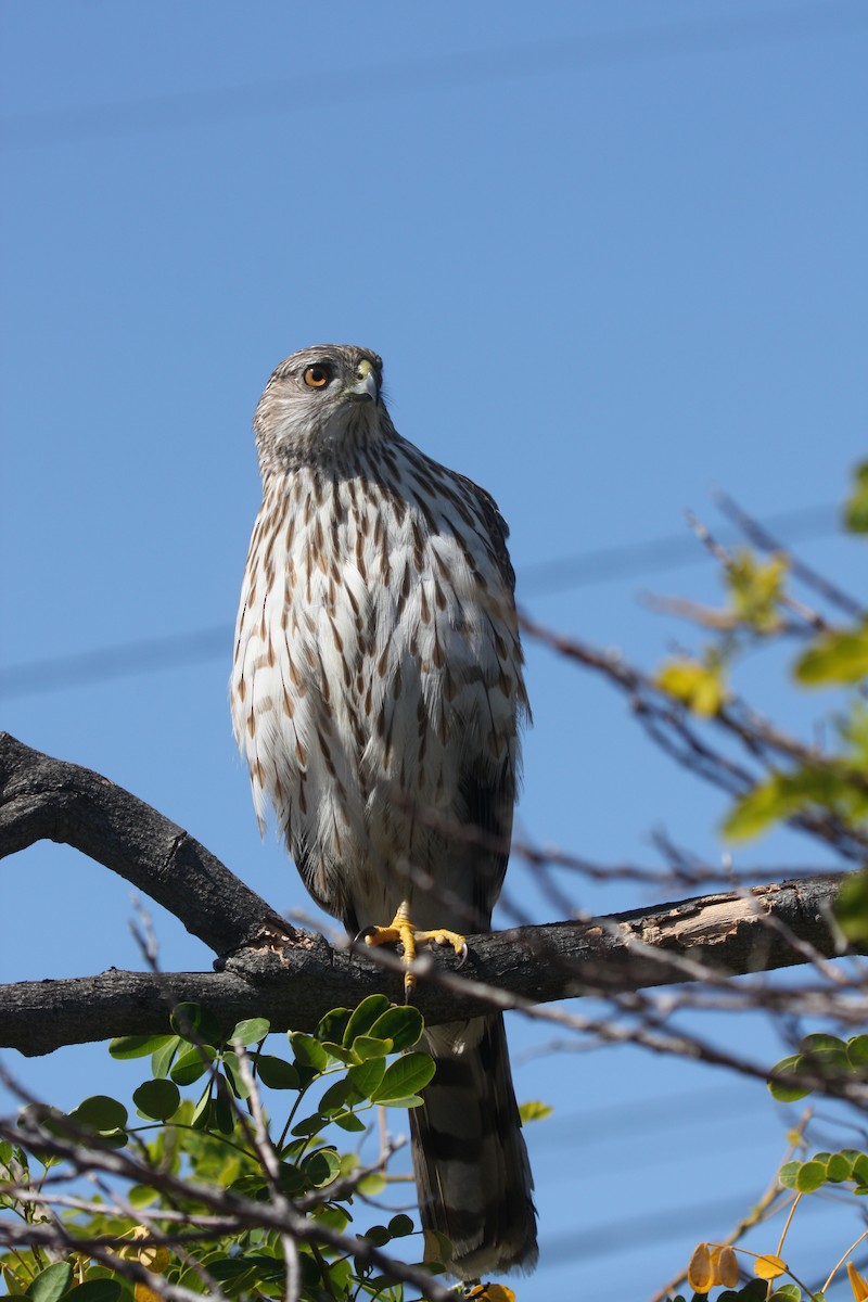 Cooper's Hawk - ML634948365