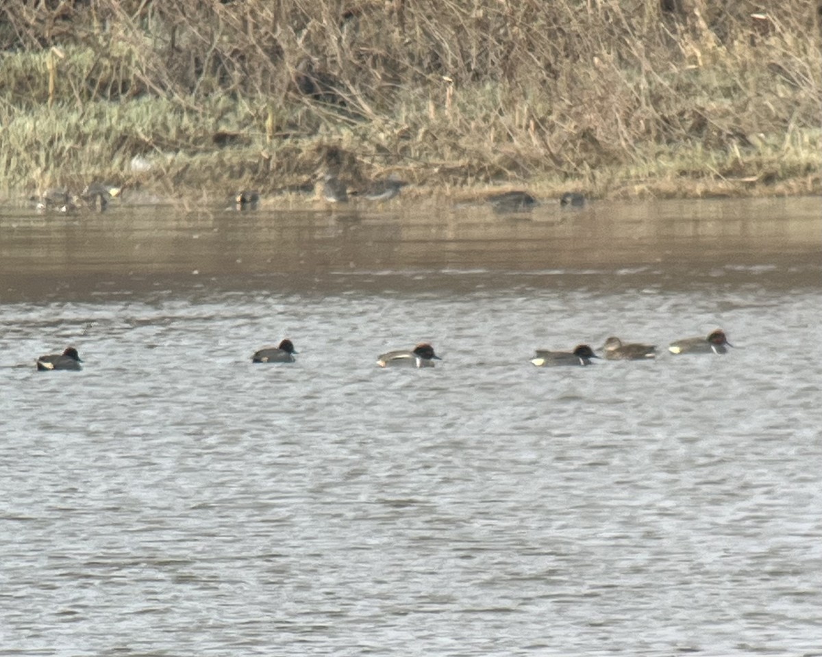 čírka obecná (ssp. crecca x carolinensis) - ML634948707
