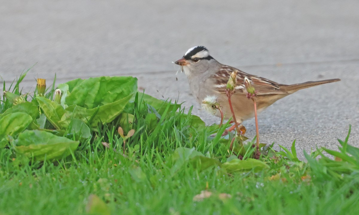 White-crowned Sparrow - ML634948740