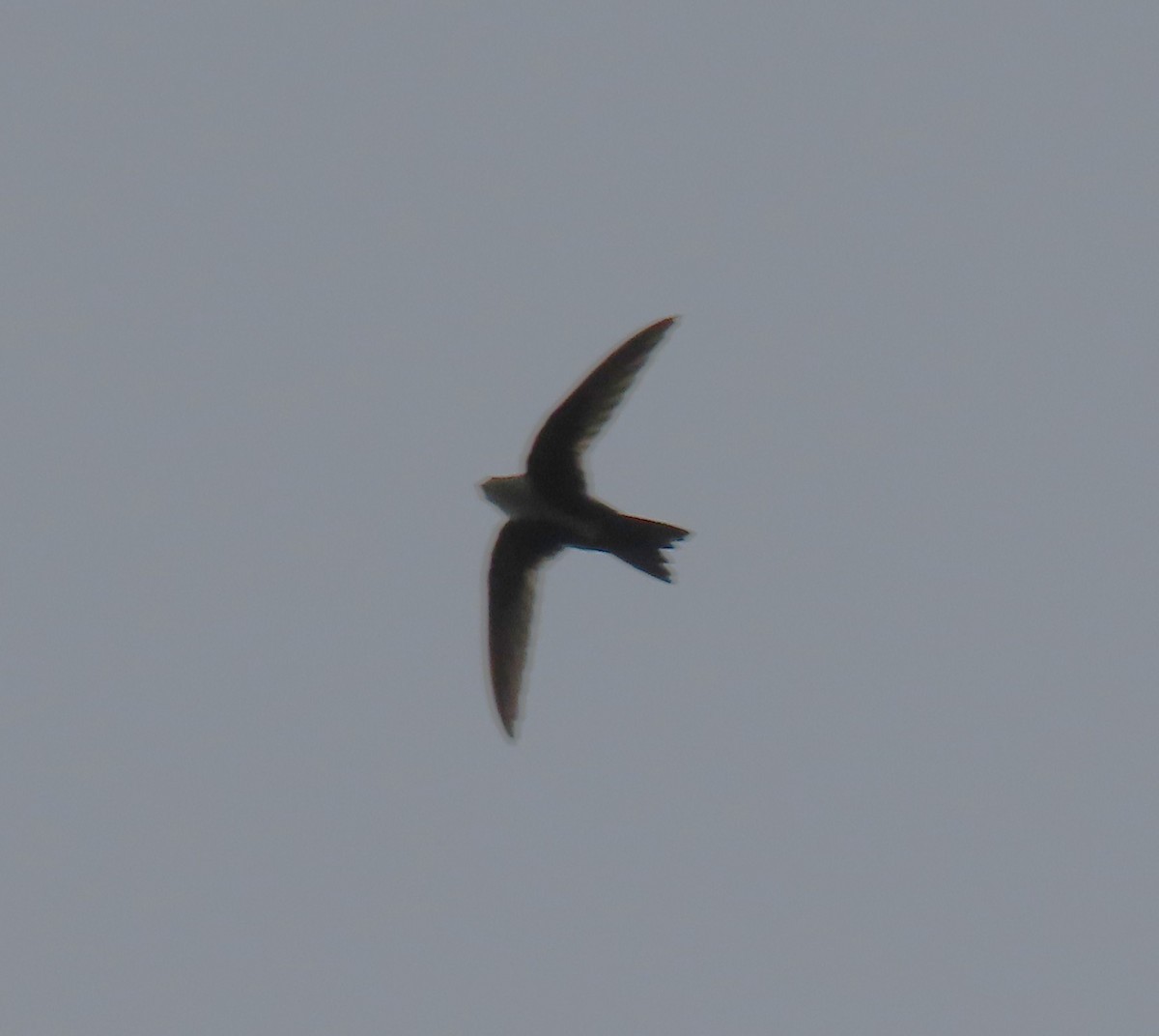 White-throated Swift - ML634948751