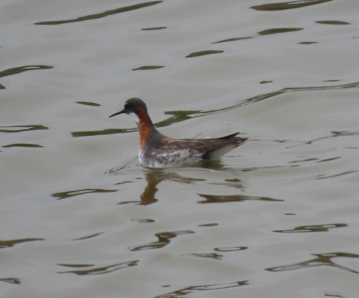 Red-necked Phalarope - ML634948820