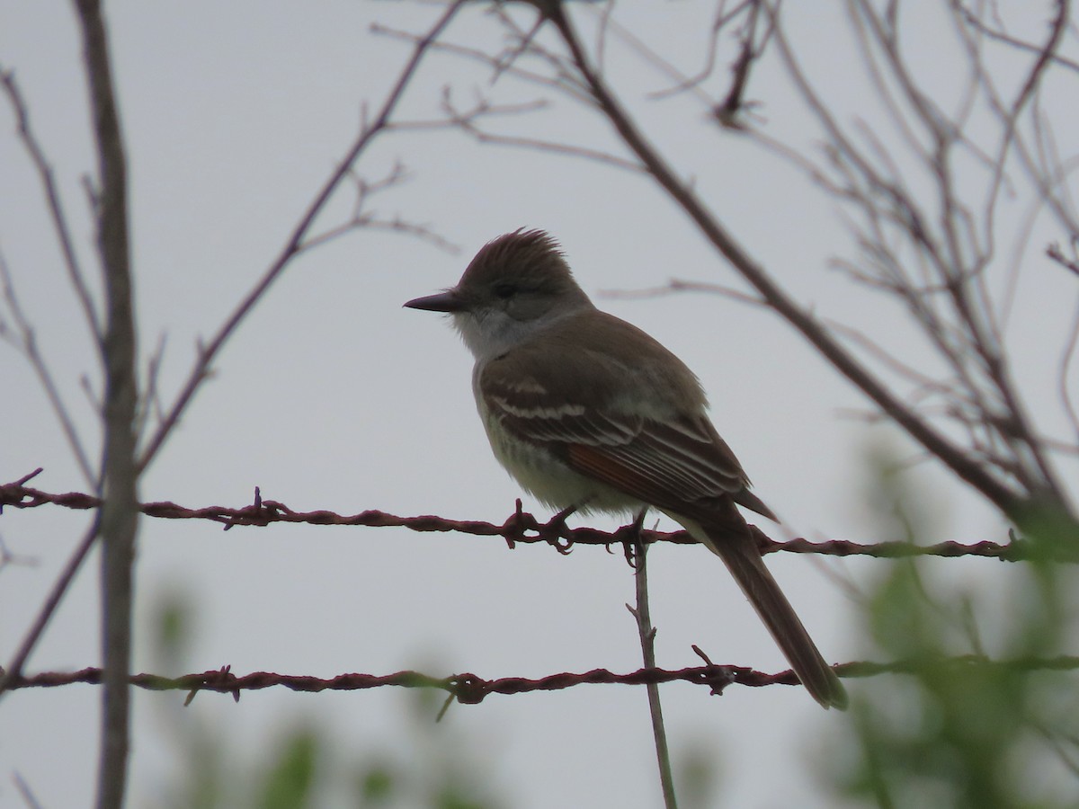 Ash-throated Flycatcher - ML634948864