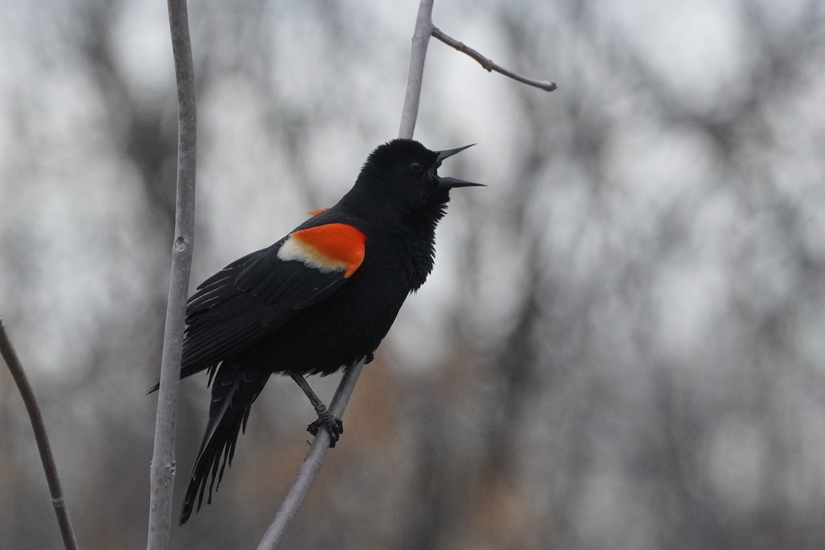 Red-winged Blackbird - ML634948884