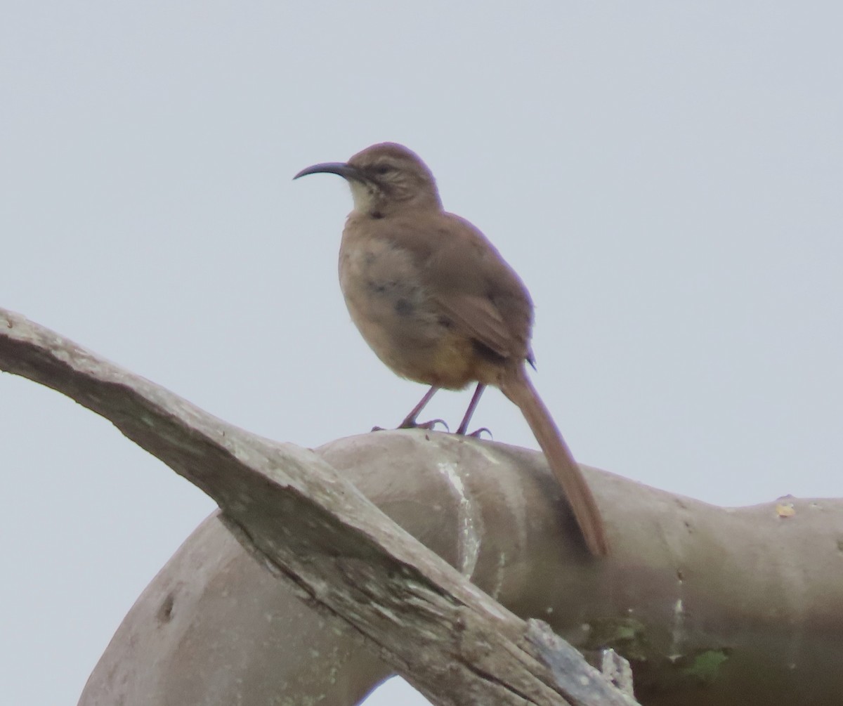California Thrasher - ML634948922