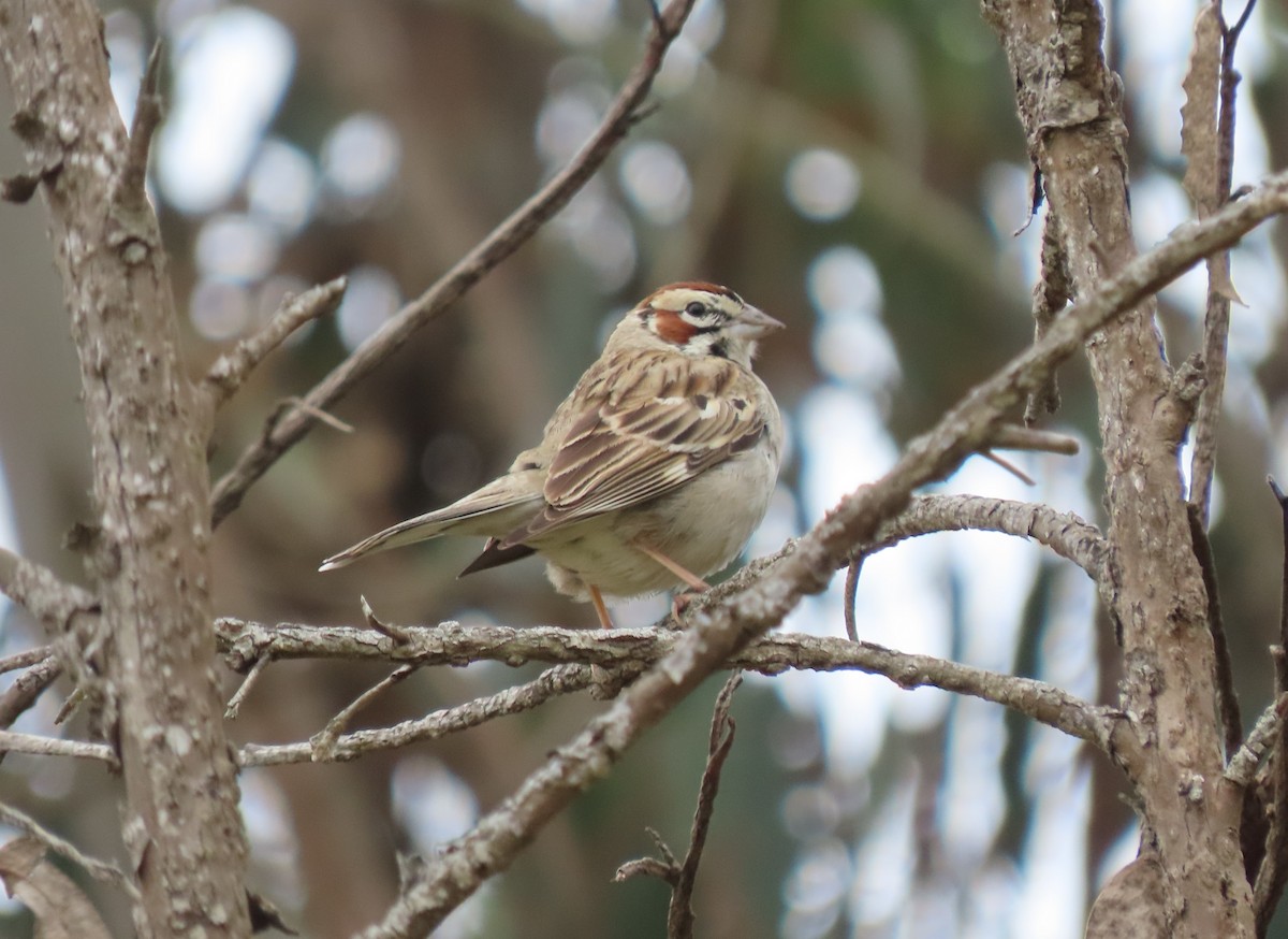 Lark Sparrow - ML634948980