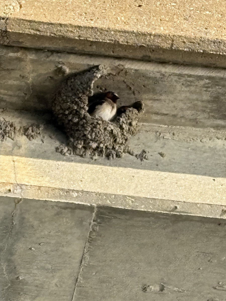 Cliff Swallow - ML634948981