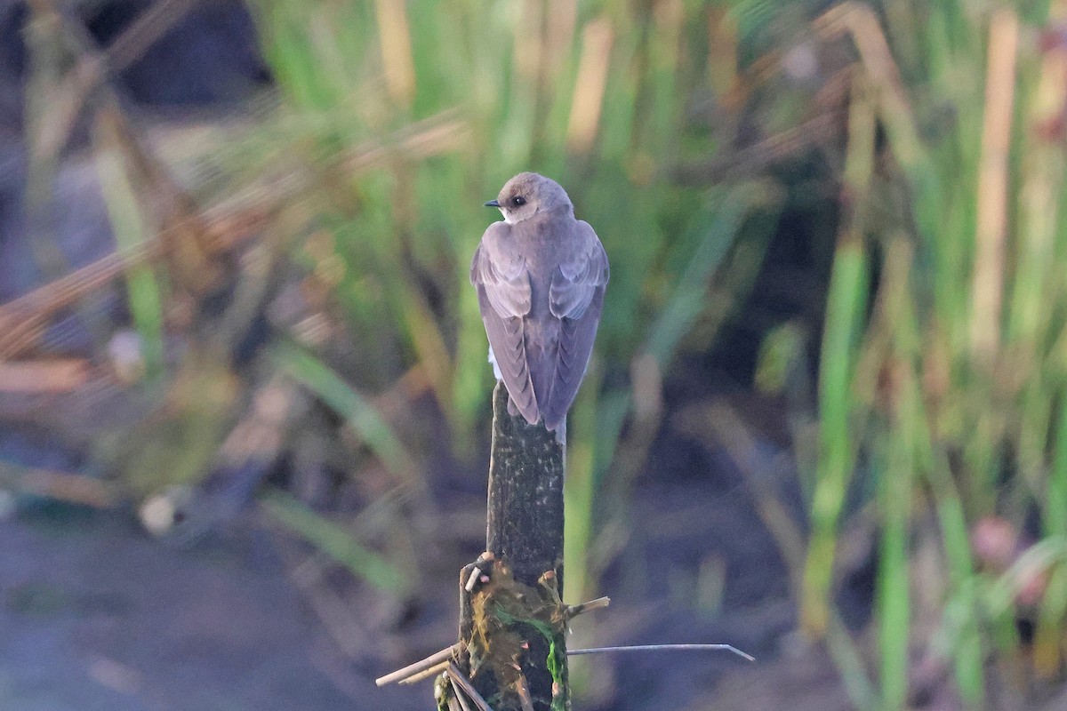 Northern Rough-winged Swallow - ML634948982