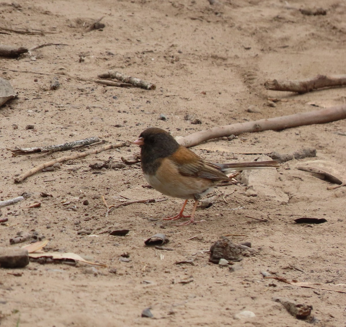 Dark-eyed Junco - ML634949025