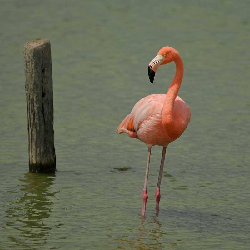 American Flamingo - ML634949050