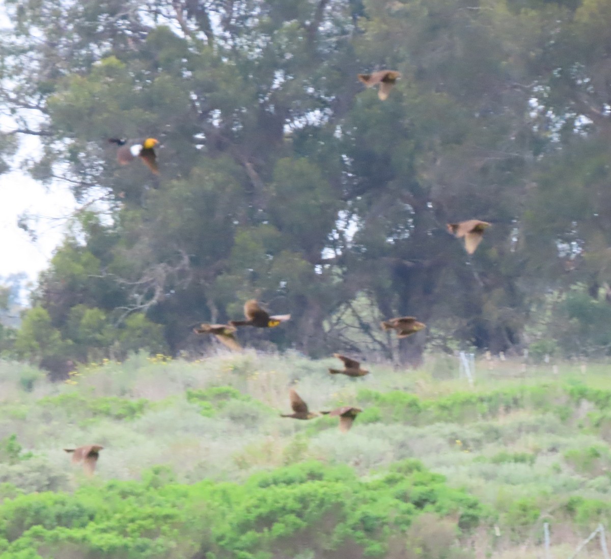 Yellow-headed Blackbird - ML634949070