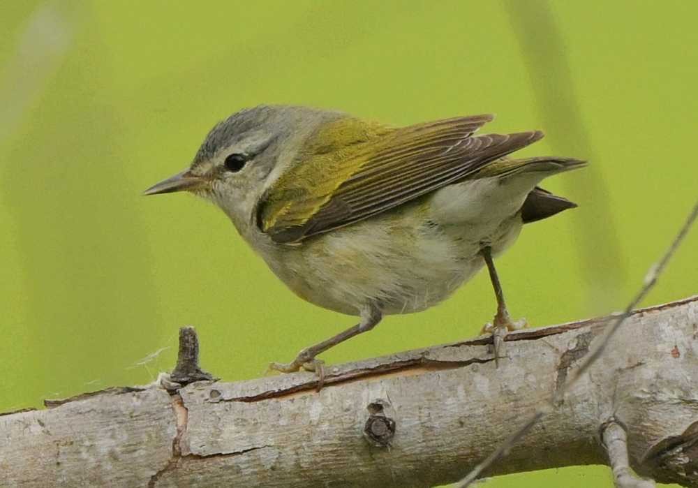 Tennessee Warbler - ML634949100