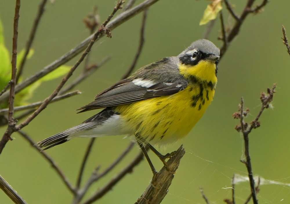 Magnolia Warbler - ML634949128