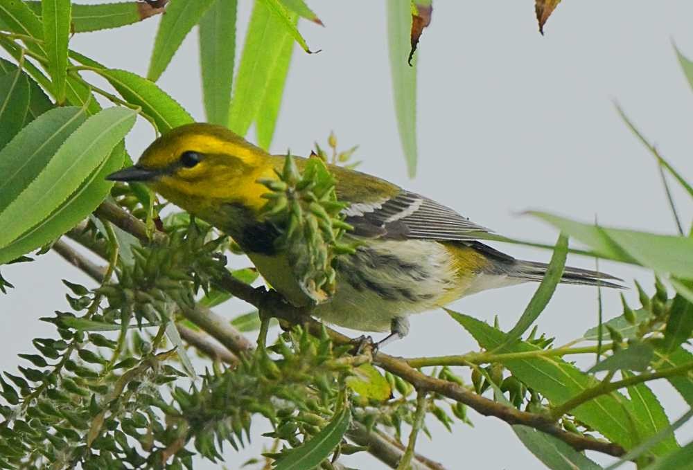 Black-throated Green Warbler - ML634949143