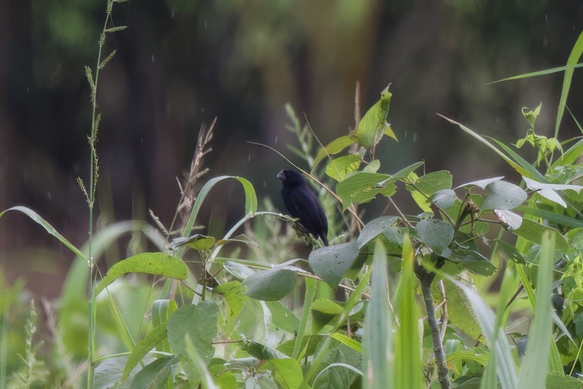 Black-billed Seed-Finch - ML634949214