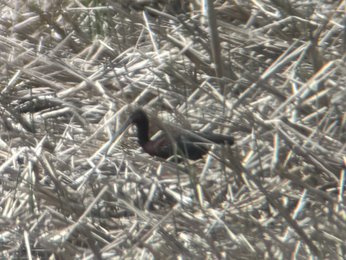 White-faced Ibis - ML634949247
