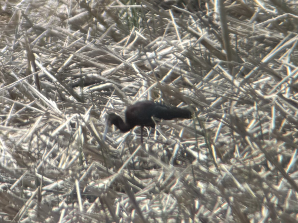 White-faced Ibis - ML634949248