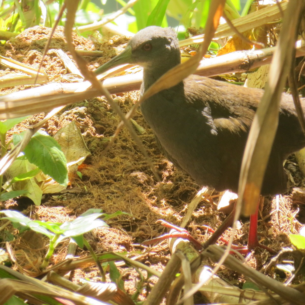 Blackish Rail - ML634949311