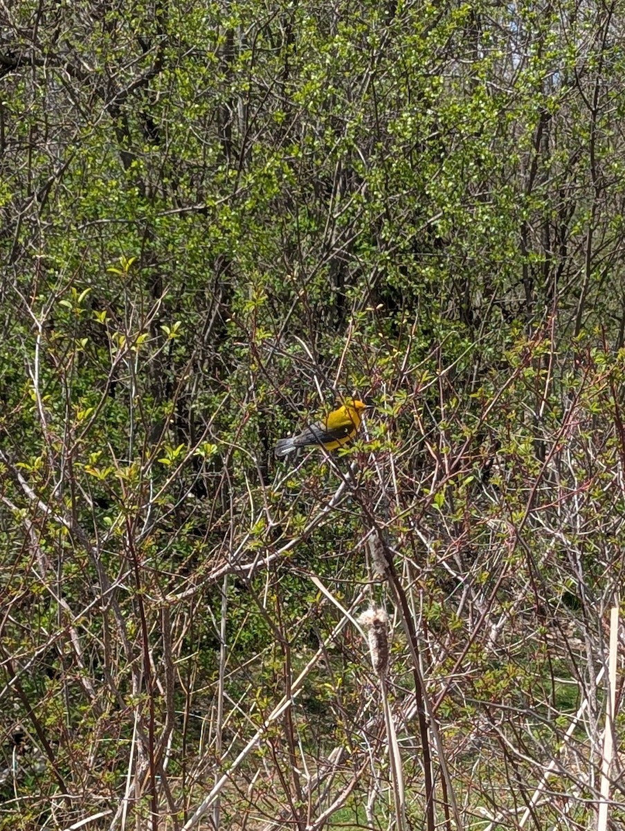 plommeparula - ML634949413