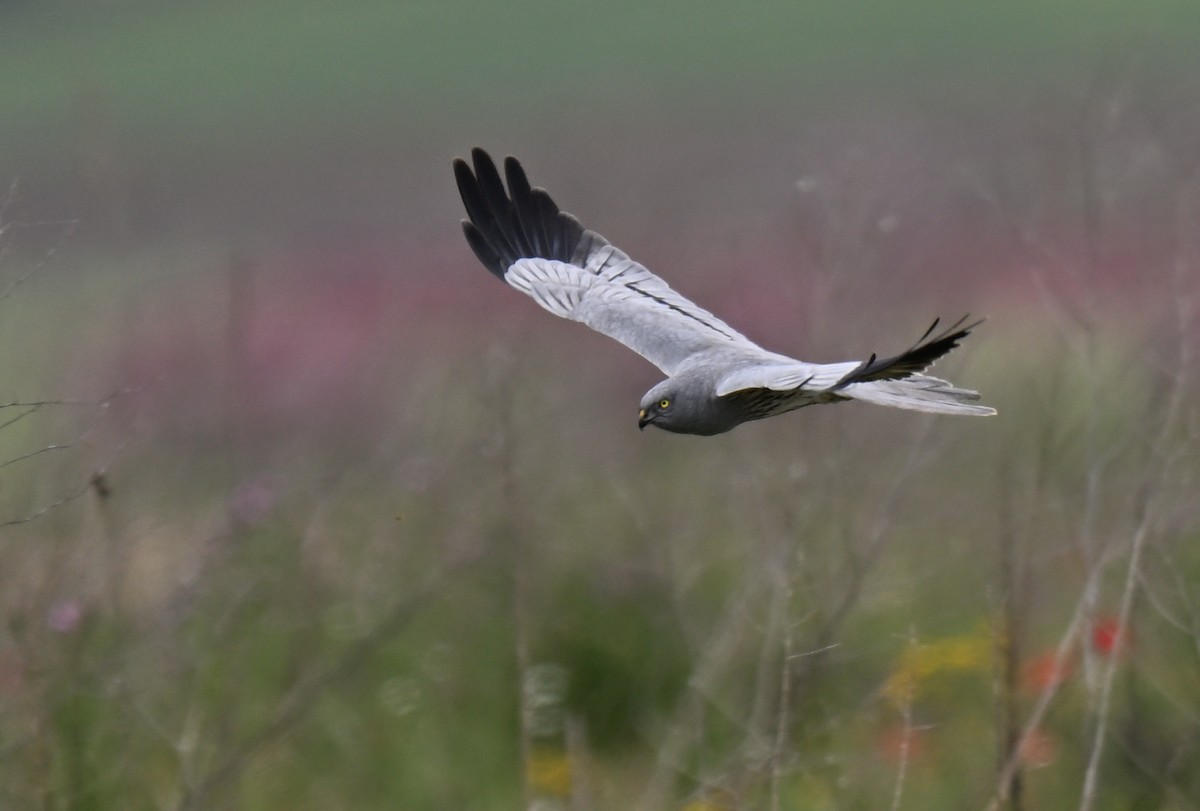 Montagu's Harrier - ML634949524