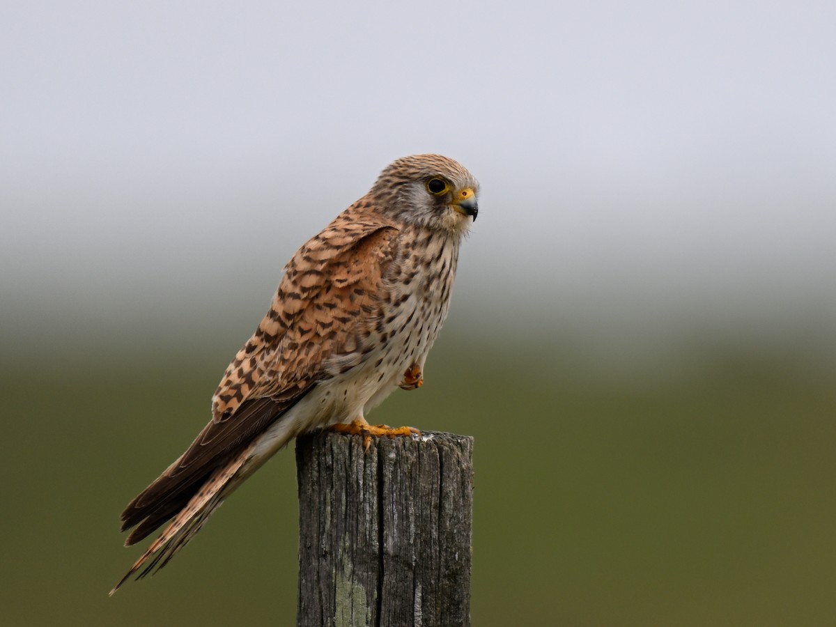 Lesser Kestrel - ML634949540